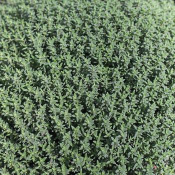 Visuel 1 du produit Thym commun. Le pot de 10,5 cm