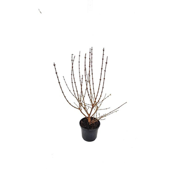 Visuel 1 du produit Forsythia Intermedia Lynwood Gold – Pot de 5L