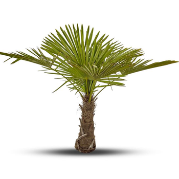 Visuel 1 du produit Palmier Trachycarpus Excelsa 125/150 cm Tronc 40/50 cm en pot de 35 L