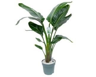 Visuel 1 du produit Strelitzia Nicolai. Le pot de Ø 27 x H 190 cm