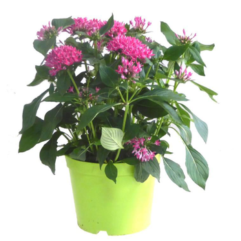 Visuel 1 du produit Pentas - Le pot de 5 litres