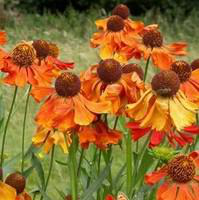 Visuel 1 du produit Hélénium - Le pot de 1 litre