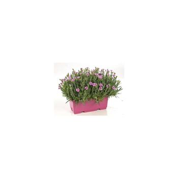 Visuel 1 du produit Oeillet Nain - La jardinière de 25 cm