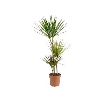 Visuel 1 du produit Dracaena marginata carnaval 3 pieds. Le pot de Ø 21 x H 15 cm