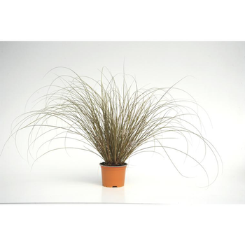 Visuel 1 du produit carex comans bronze form - Le pot diam 12 cm