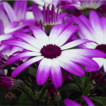 Visuel 1 du produit Cinéraire senetti - Le pot de 1 litre