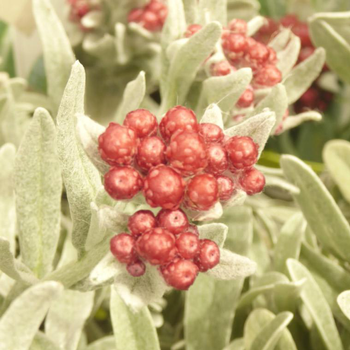 Visuel 1 du produit Helichrysum Thianschanicum - Le pot de 10.5 cm