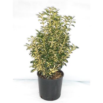 Visuel 1 du produit Euonymus Japonicus Aureopictus jaune 50/60 cm en pot de 10 L