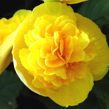 Visuel 1 du produit Bégonia semperflorens - Le sac à suspendre