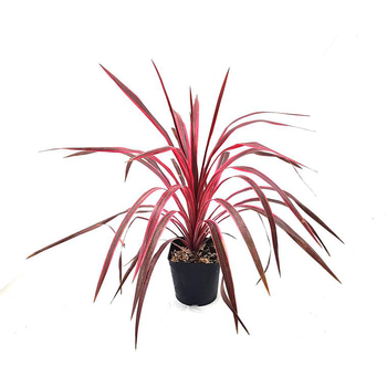 Visuel 1 du produit Cordyline Australis Electric Pink rose en pot de 3 L