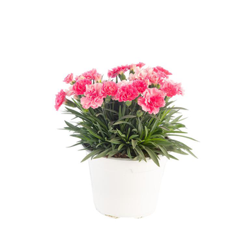 Visuel 1 du produit Œillet Lillipot - Le pot de Ø 13 cm