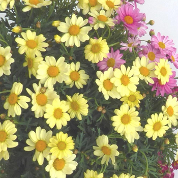 Visuel 1 du produit Anthemis Buisson Pocker Trio Couleur. Le pot de 30 cm