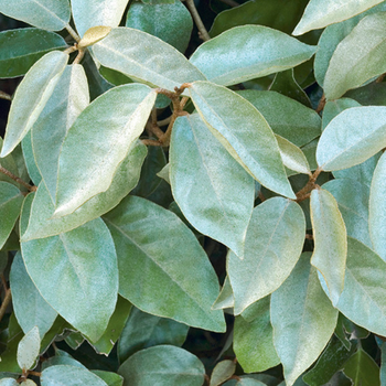 Visuel 1 du produit Olivier de Bohême argent. Le pot de 3 litres