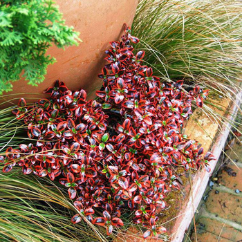 Visuel 1 du produit Coprosma Repens X Ignite cov multicolore en pot de 4 L