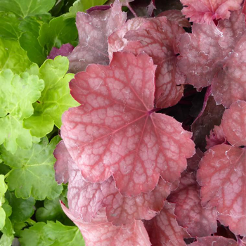 Visuel 1 du produit Heuchera coloris variés. Le pot de 2 litres