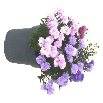 Visuel 1 du produit Aster à fleurs multicolores - Le pot de 3 litres