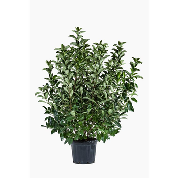 Visuel 1 du produit Viburnum Lucidium (Viorne Lucide) en pot de 30 L vert