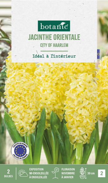 Visuel 1 du produit Jacinthe interieur city of haarlem botanic® - 2 bulbes