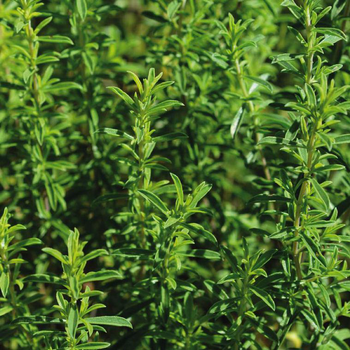 Visuel 1 du produit Sarriette Bio. Le pot de 2,5 litres