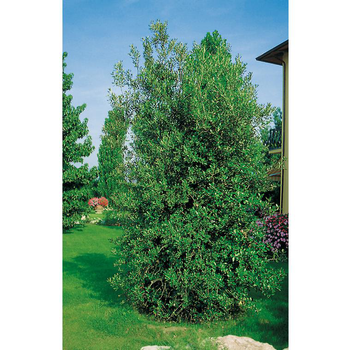 Visuel 1 du produit Chêne Vert - pot 18 L