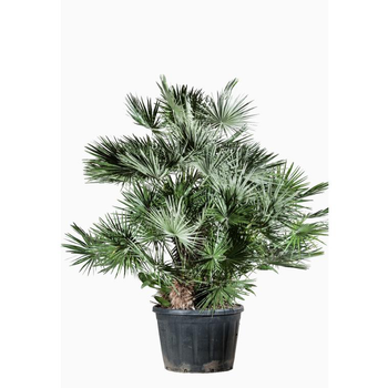 Visuel 1 du produit Chamaerops Humilis en pot de 285 L vert