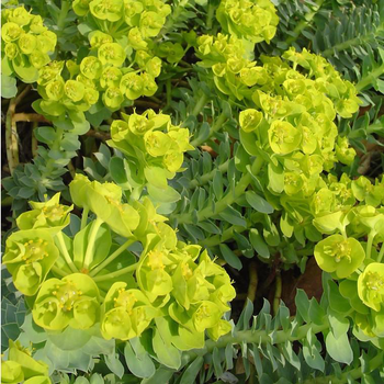 Visuel 1 du produit Euphorbe Variée - Le pot de 7,5 litres