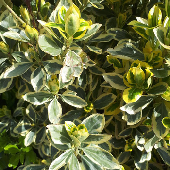 Visuel 1 du produit Fusain du Japon Bravo vert. Le pot de 3 litres, 40/50 cm