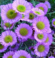 Visuel 1 du produit Erigeron Glaucus - Le pot de 2 litres