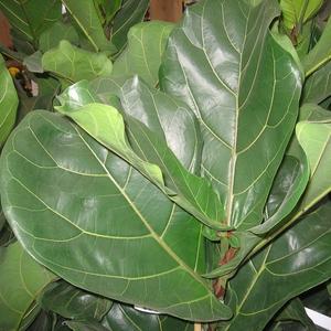 Visuel 1 du produit Ficus Lyrata. Le pot de Ø 30 x H 170 cm, forme ramifiée