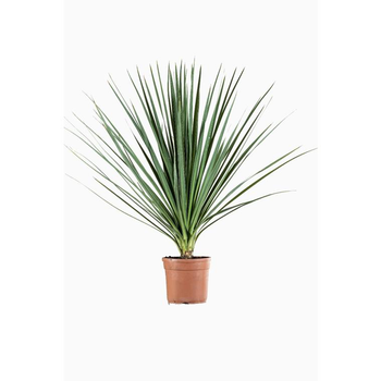 Visuel 1 du produit Cordyline en pot de 10 L vert