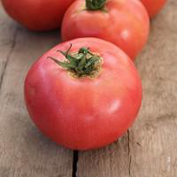 Visuel 1 du produit Tomate ronde Rose De Berne bio. La barquette de 3 plants