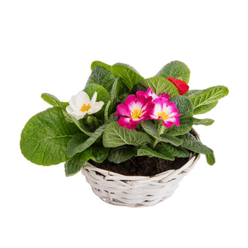 Visuel 1 du produit Primevère des jardins - Panier blanc osier