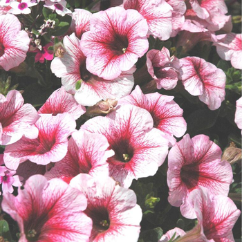 Visuel 1 du produit Pétunia retombant multicolore. La jardinière de 40 cm