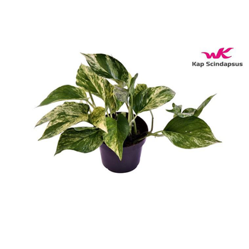 Visuel 1 du produit Pothos Marble Queen pot Ø12xH20 cm