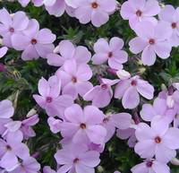 Visuel 1 du produit Phlox Pilosa - Le pot de 1 litre