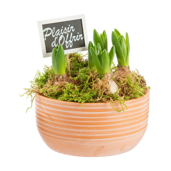 Visuel 1 du produit Jacinthe x 5 pot en terre lignes blanches - Ø 17 cm