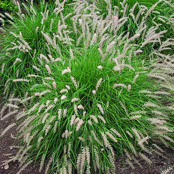 Visuel 1 du produit Herbe-aux-Écouvillons d'Orient vert botanic®. Le pot de 4 litres