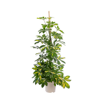 Visuel 1 du produit Schefflera Gold Capella ou Arbre parapluie pot Ø21 cm/ H70 cm