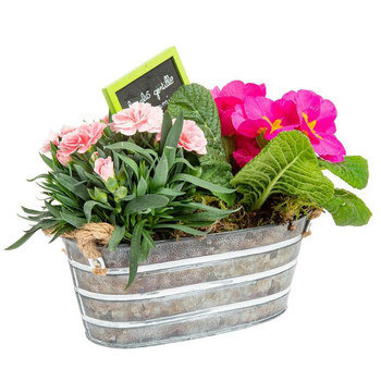 Visuel 1 du produit Composition de dianthus primula - La jardinette en zinc blanchie