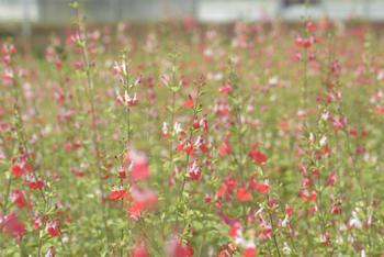 Visuel 1 du produit Sauge arbustive ‘Little Kiss’ - Le pot de 2 litres