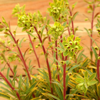 Visuel 1 du produit Euphorbe de martin ascot rainbow multicolore en pot de 2 L