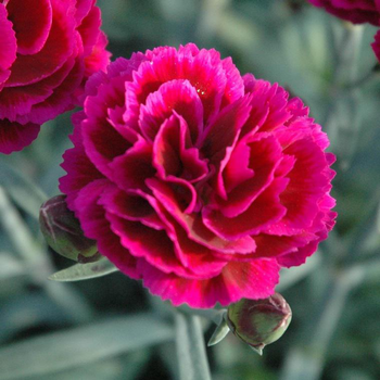 Visuel 1 du produit Oeillet - La coupe de 20 cm