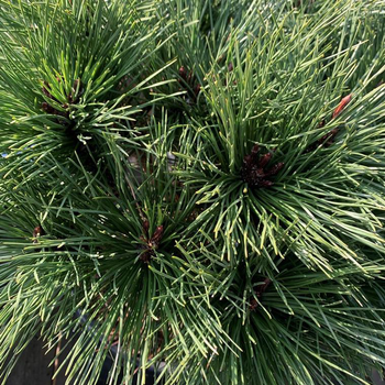 Visuel 1 du produit Pin (Pinus) Nigra Brepo bonsaï. Le pot de 35 litres