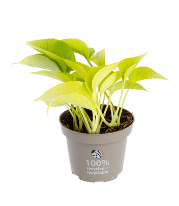 Visuel 1 du produit Pothos Golden jaune. Le pot Ø 12 cm