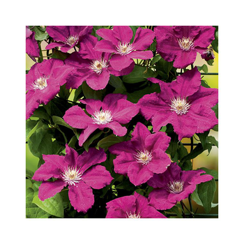 Visuel 1 du produit CLEMATITE A FLORAISON PRINTANIERE. Le pot de 6 litres