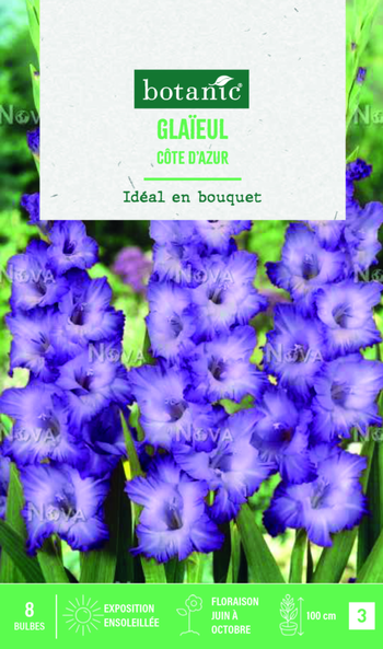 Visuel 1 du produit Bulbes de fleurs Glaïeul grandes fleurs côte d’Azur botanic® - 8 bulbes