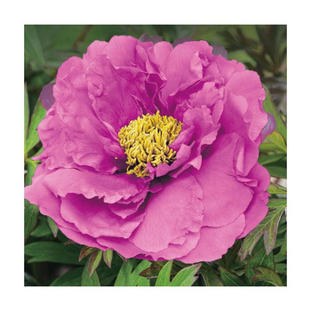 Visuel 1 du produit Pivoine violette - Le pot de 5 litres