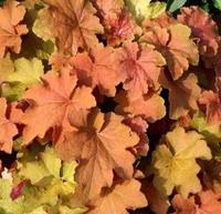 Visuel 1 du produit Heuchère Caramel - Le pot de 4 litres