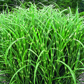 Visuel 1 du produit Miscanthus sinensis Zebrinus vert botanic®. Le pot de 3,5 litres