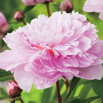 Visuel 1 du produit Pivoine Sarah Bernhardt - Le pot de 1 litre